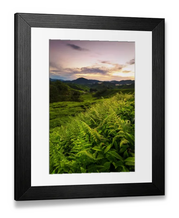 Framed Print : Cameron Tea Plantation