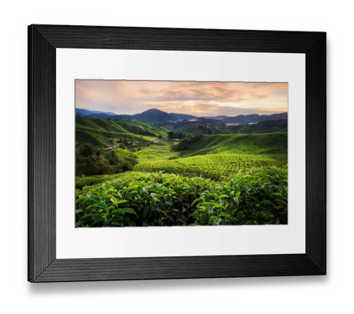 Framed Print : Cameron Tea Plantation Framed Print : Cameron Tea Plantation