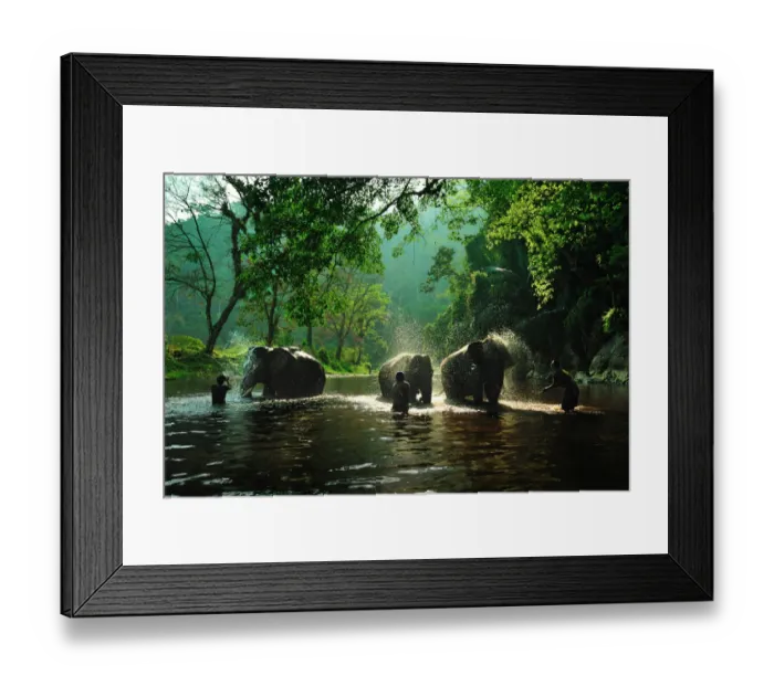 Framed Print : The relationship of mahouts and elephants