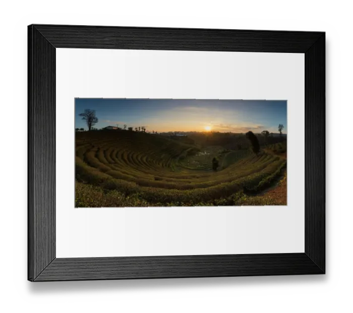 Framed Print : Curve of tea plantation