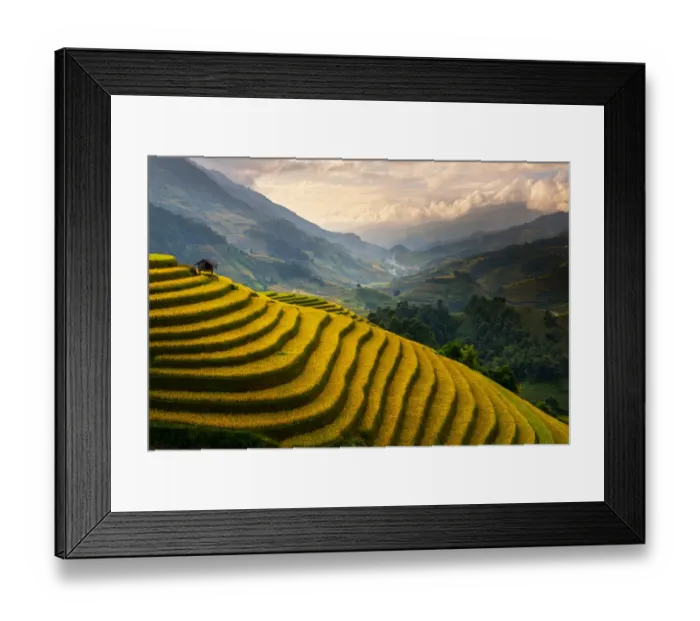Framed Print : Rice terrace of Mu Cang Chai Framed Print : Rice terrace of Mu Cang Chai
