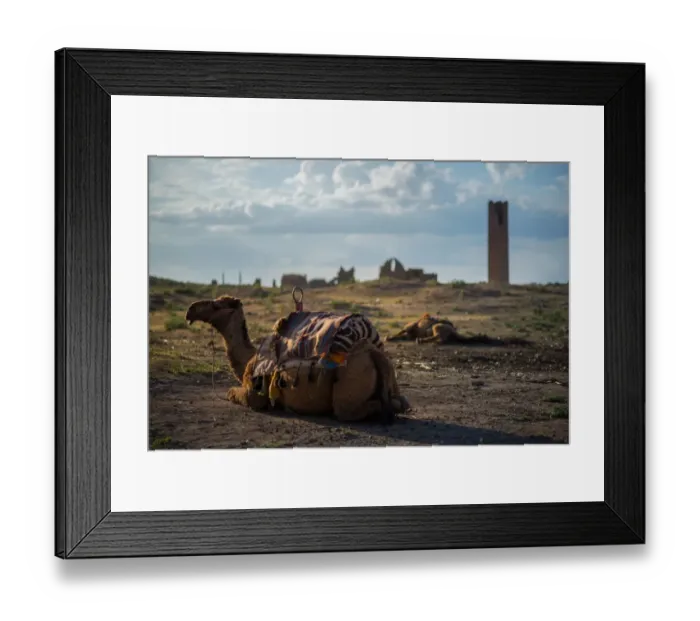 Framed Print : Camels and ruins of Harrans university Framed Print : Camels and ruins of Harrans university