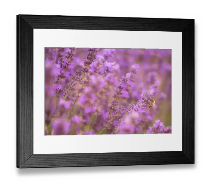 Framed Print : Closed Up bee and Lavenders Framed Print : Closed Up bee and Lavenders