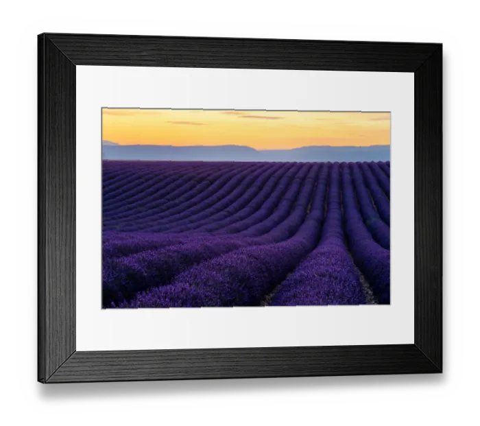 Framed Print : Lavender fields of Provence Framed Print : Lavender fields of Provence
