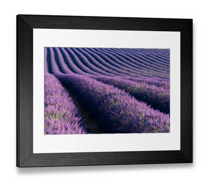 Framed Print : Lavender fields of Provence Framed Print : Lavender fields of Provence
