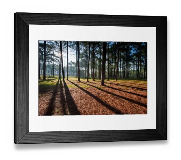 Framed Print : Pine forest Framed Print : Pine forest