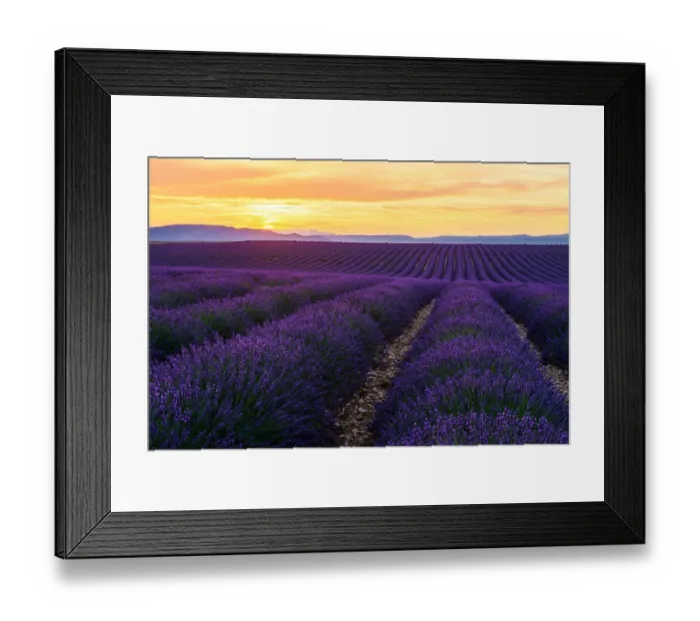 Framed Print : Lavender field Framed Print : Lavender field
