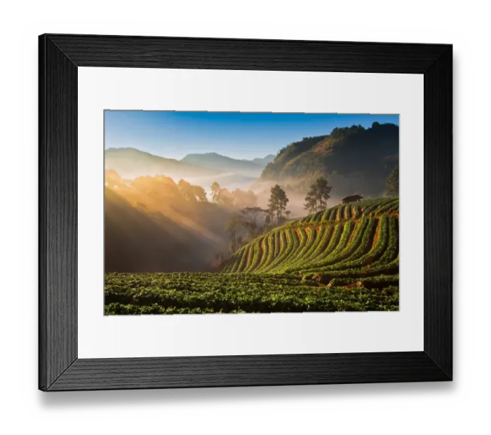 Framed Print : Strawberry farm Framed Print : Strawberry farm