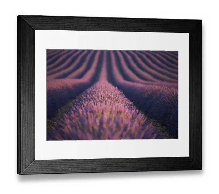 Framed Print : Lavender field in Valensole