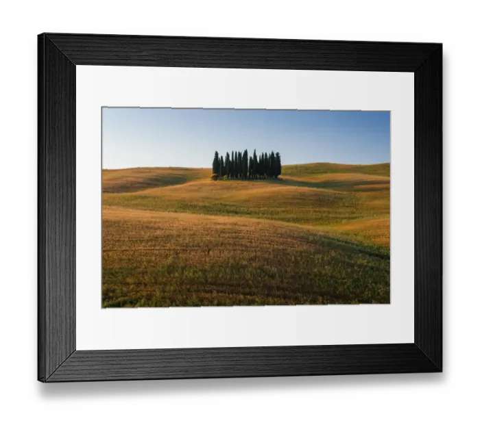 Framed Print : Cypress Trees picture in Tuscany Framed Print : Cypress Trees picture in Tuscany