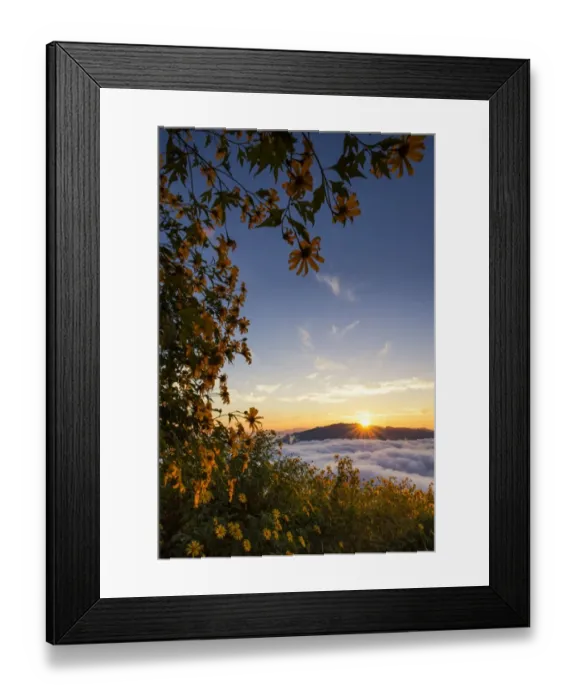 Framed Print : Mexican sunflower field at Doi Hua Mae Kum Framed Print : Mexican sunflower field at Doi Hua Mae Kum