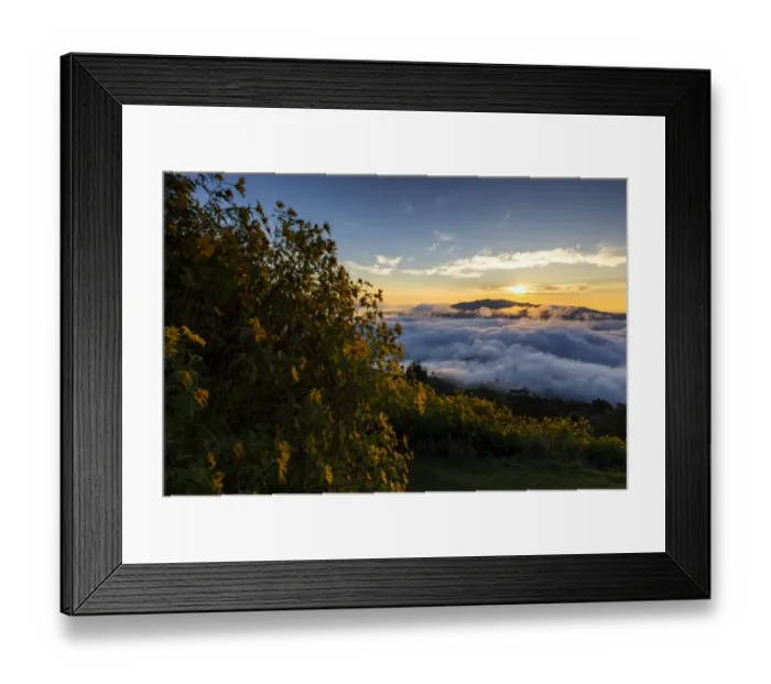Framed Print : Mexican sunflower field at Doi Hua Mae Kum