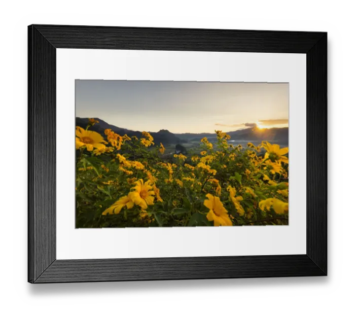 Framed Print : Mexican sunflower field at Phu Langka