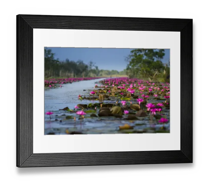 Framed Print : The big lotus area in Songkla lake