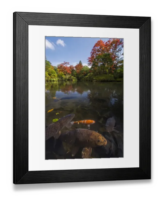 Framed Print : Japanese pond