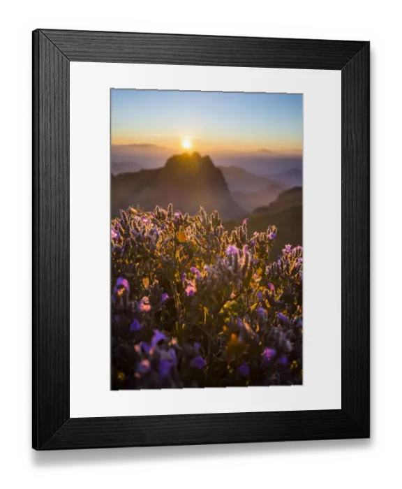 Framed Print : Violet fileds on the top of Doi Luang Chiang Dao Framed Print : Violet fileds on the top of Doi Luang Chiang Dao