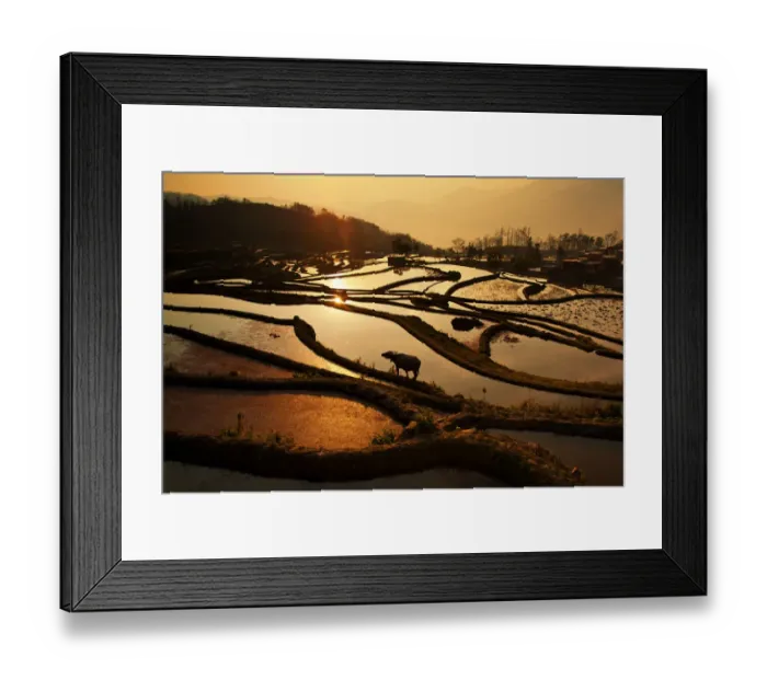 Framed Print : Rice terrace in Yuanyang County Framed Print : Rice terrace in Yuanyang County