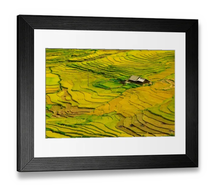 Framed Print : Rice terrace in Vietnam Framed Print : Rice terrace in Vietnam