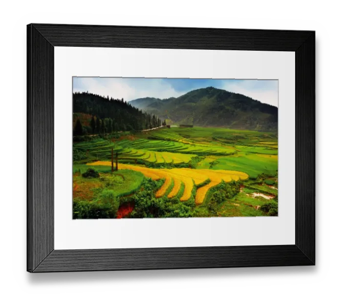 Framed Print : Rice terrace in Sapa, Vietnam Framed Print : Rice terrace in Sapa, Vietnam