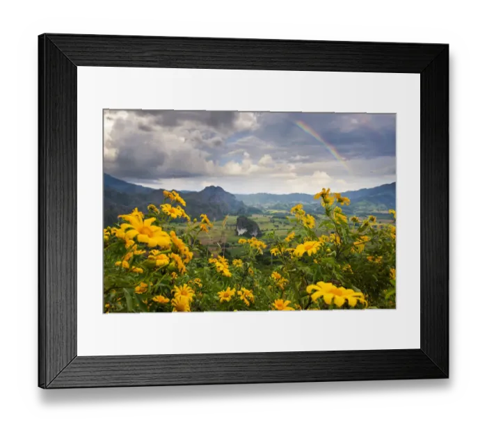 Framed Print : Mexican Sunflower and Rainbow Framed Print : Mexican Sunflower and Rainbow
