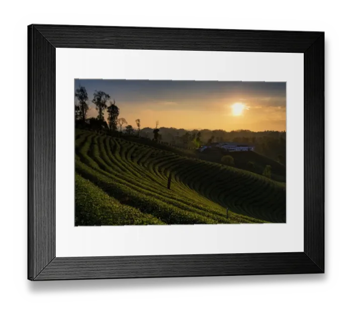 Framed Print : Tea plantation Framed Print : Tea plantation