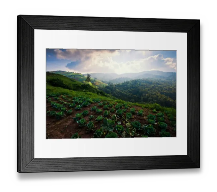 Framed Print : Cabbage farm Framed Print : Cabbage farm