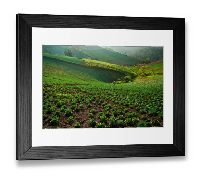 Framed Print : Cabbage farm Framed Print : Cabbage farm
