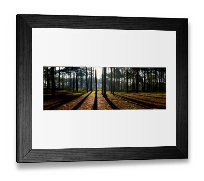 Framed Print : Pine forest Framed Print : Pine forest