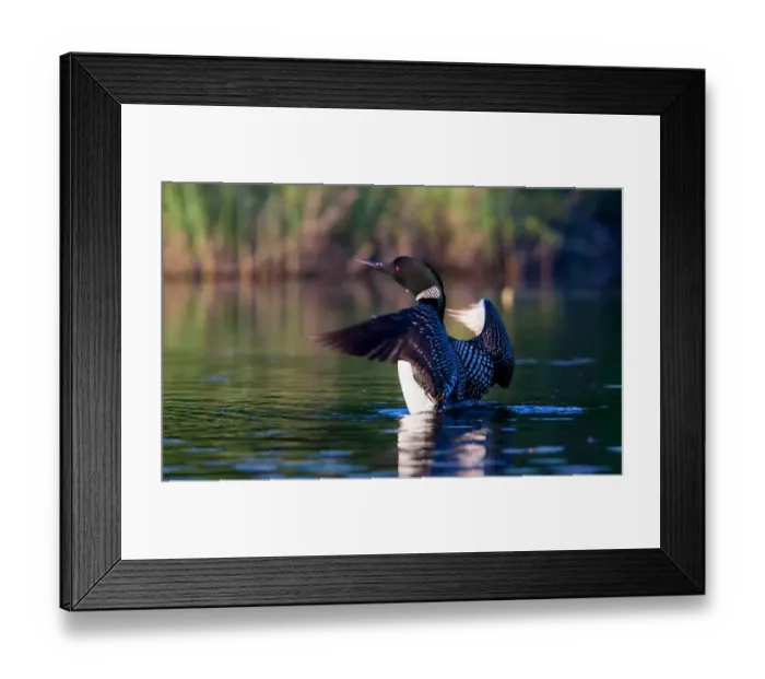 Framed Print : Common loon flapping its wings in the morning