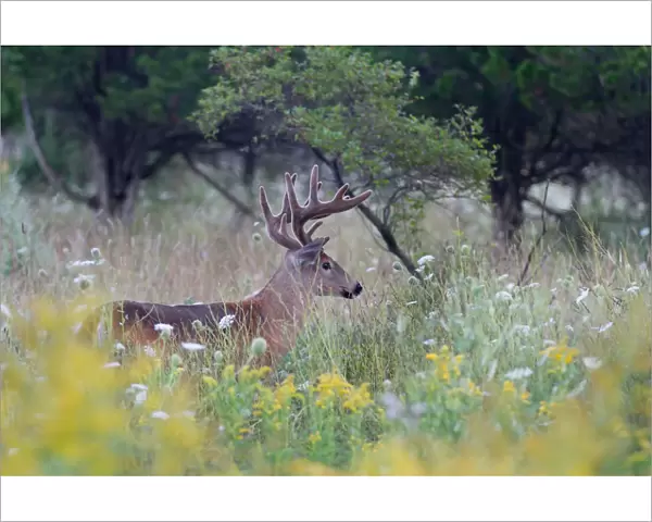 White-tailed deer buck walking in a spring meadow