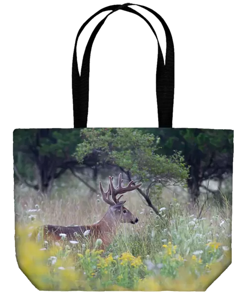 White-tailed deer buck walking in a spring meadow