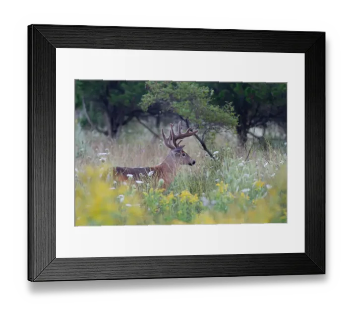 Framed Print : White-tailed deer buck walking in a spring meadow