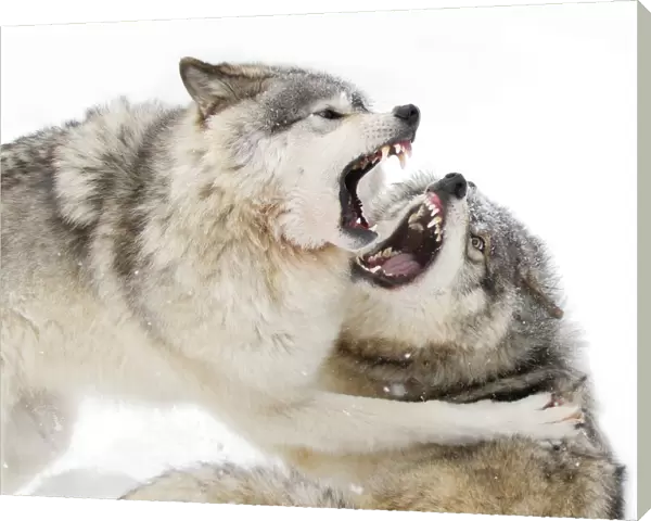 Timber wolves play fighting in the snow