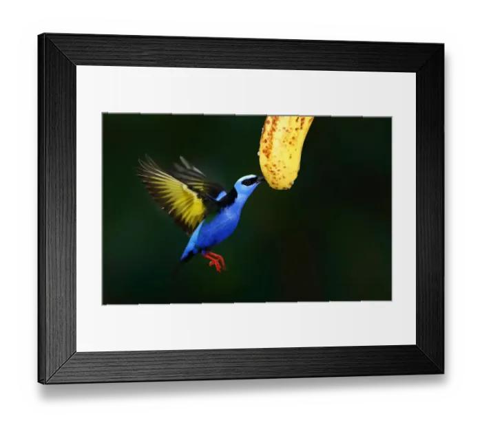 Framed Print : Red-legged Honeycreeper eating banana - Costa Rica Framed Print : Red-legged Honeycreeper eating banana - Costa Rica