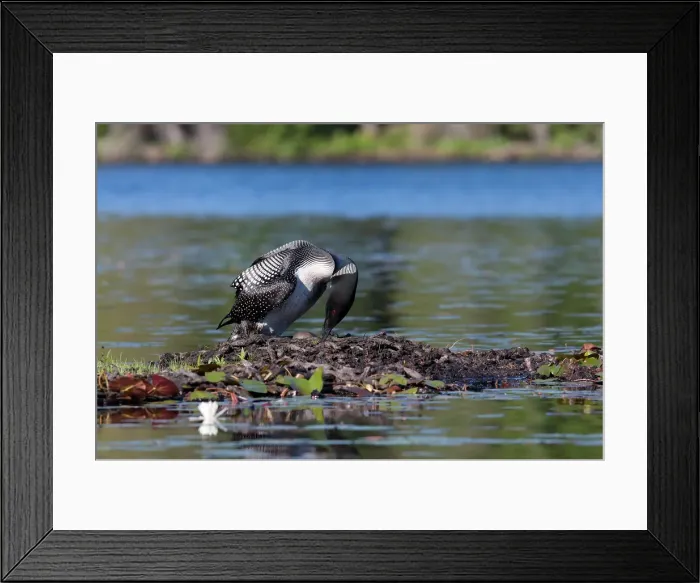 Framed Print : Common loon on nest (Gavia immer) Framed Print : Common loon on nest (Gavia immer)