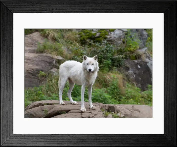 Framed Print : Arctic Wolf Framed Print : Arctic Wolf