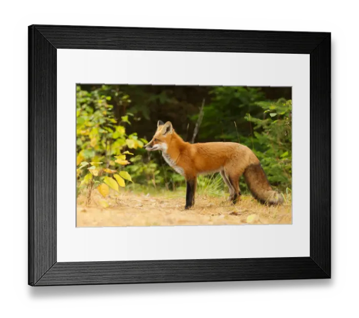 Framed Print : photography Framed Print : photography