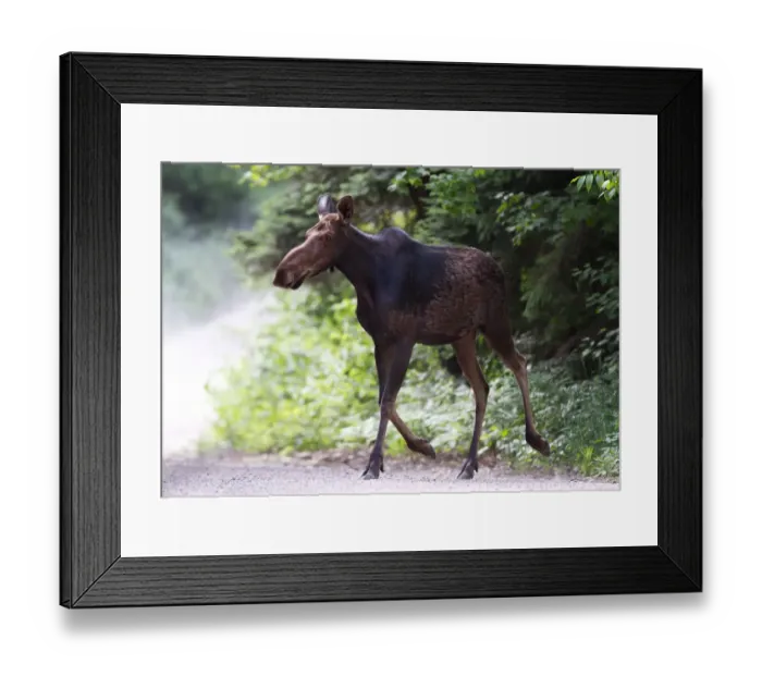 Framed Print : Moose on dirt road in Algonquin Park Framed Print : Moose on dirt road in Algonquin Park