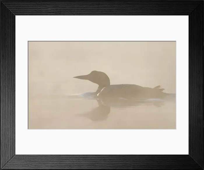 Framed Print : Common loon