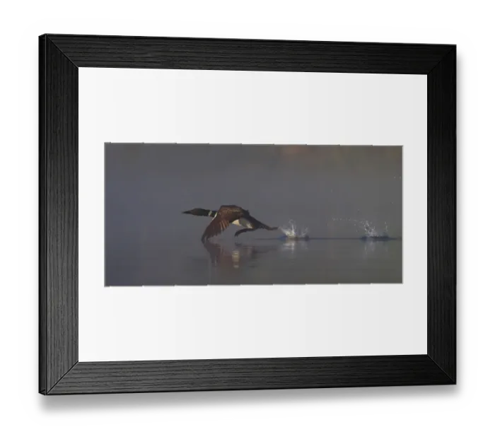 Framed Print : Common loon Framed Print : Common loon