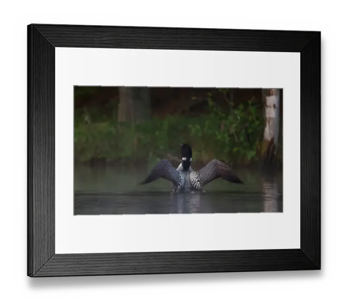 Framed Print : Common loon