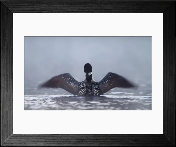 Framed Print : Common loon Framed Print : Common loon