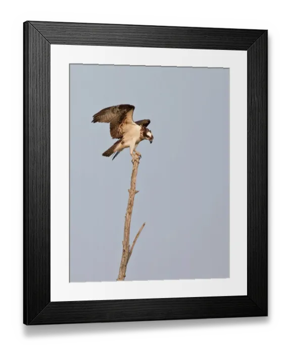 Framed Print : Osprey on treetop Framed Print : Osprey on treetop