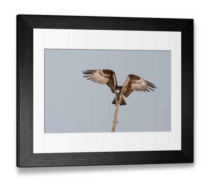 Framed Print : Osprey on treetop