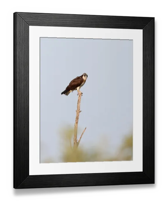 Framed Print : Osprey on treetop Framed Print : Osprey on treetop