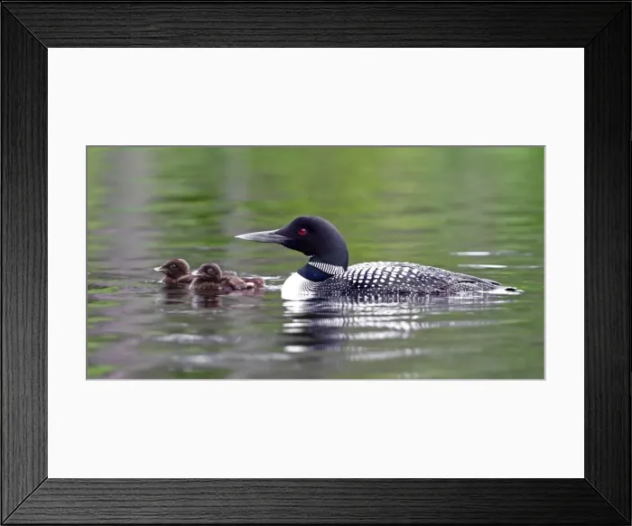 Framed Print : Common loon with chicks Framed Print : Common loon with chicks