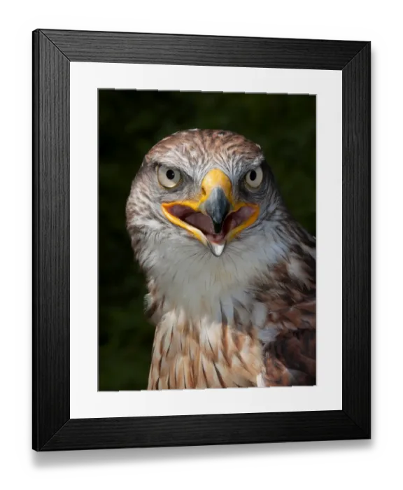 Framed Print : Ferruginous Hawk Framed Print : Ferruginous Hawk