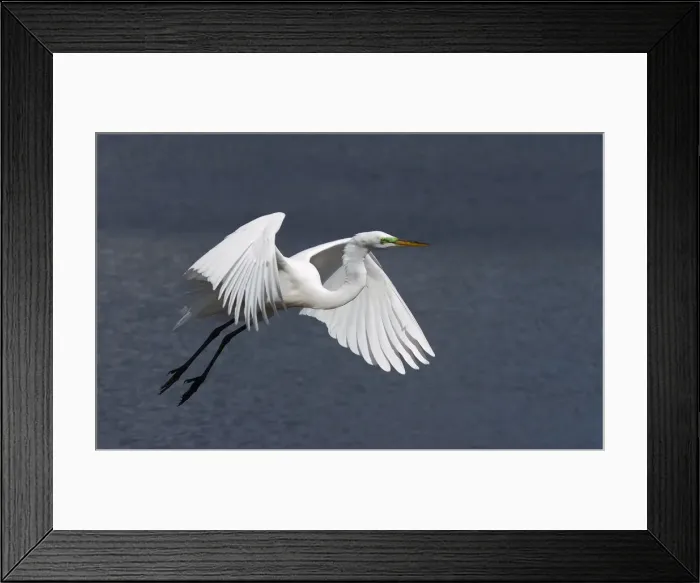 Framed Print : Great Egret Framed Print : Great Egret