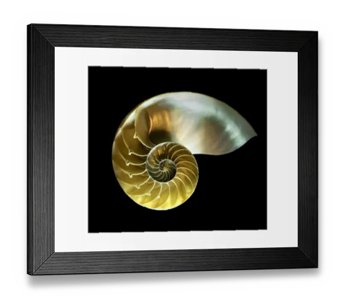 Framed Print : Nautilus shell