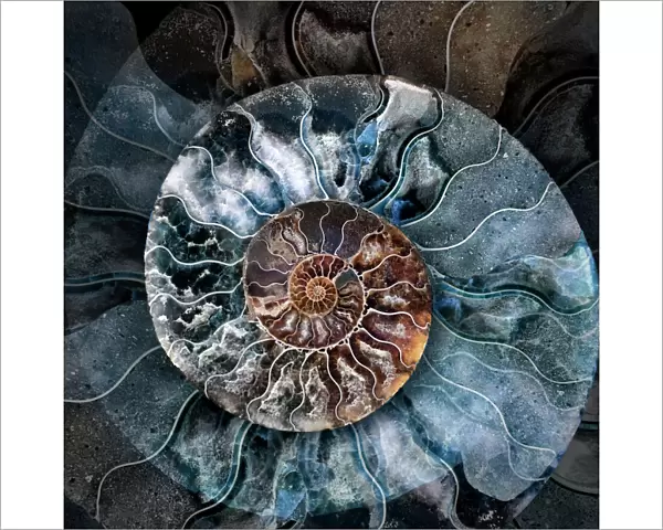Ammonite 1